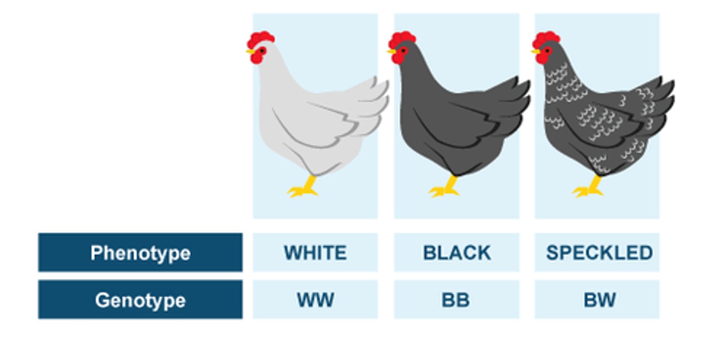 <p>when both alleles contribute to the phenotype. (A black chicken and a white chicken producing a speckled black and white chicken)</p>