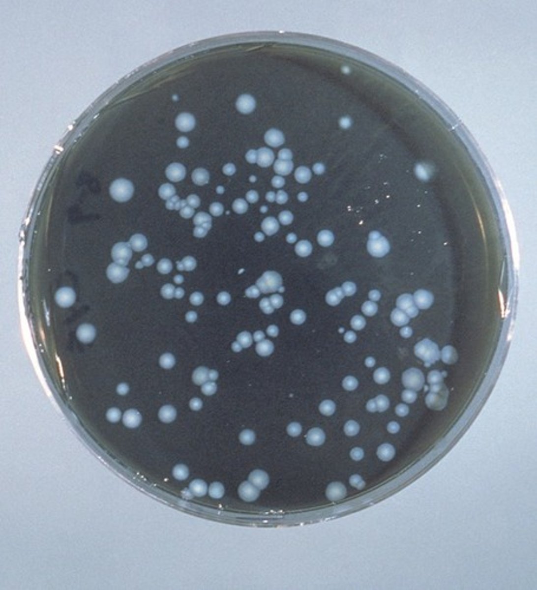 <p>- contains extracts and digests of yeasts, meat, or plants; exact composition not known</p>