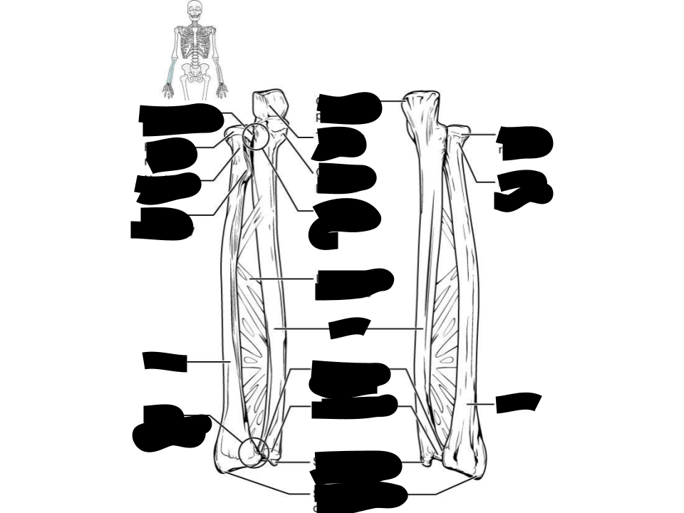 <p>the larger, medial bone of the forearm, extending from the elbow to the wrist</p>