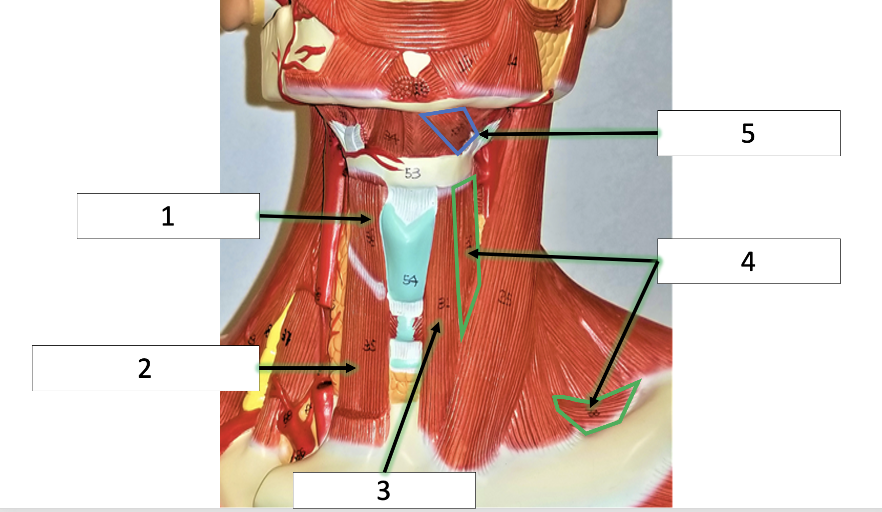 <p>name the muscle (2)</p>