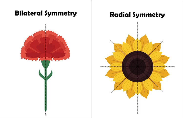Symmetry types: bilateral = one plane of symmetry