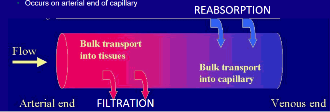 <p>how capillaries do fluid exchange (<u>ISF fluid and plasma) </u>→ fluid leaves and returns capillaries</p><p>-filtration = fluid moves out of blood</p><p>-reabsorption = fluid back into blood</p><p><strong>**</strong>when BP low, caps. retain more fluid (less filtration) to raise blood vol and BP</p>