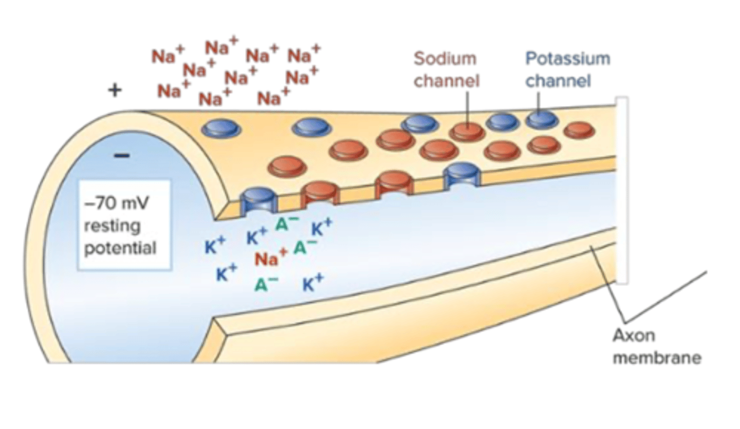 <p>State of the neutron when no other nearby neutron is trying to communicate with the given neuron </p><p>- Working hard to maintain an <strong>RP:</strong> <strong>electrical difference between the inside and outside of the cell</strong></p><p>- Relative electrical charge inside the neuron vs outside the neuron difference is -70 mV</p><p>- To achieve resting potential neuron operates ion channels along the cell membrane </p><p>- Sodium and potassium channels are closed at rest to keep the negative charge </p><p>- Tiny battery of potential energy: electrochemical difference  between the inside and outside of the cell, setting up the situation where ions (electricity) wants to flow </p>