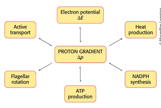 <ul><li><p>central motif of bioenergetics</p></li><li><p>Proton gradients power a variety of energy-requiring processes</p></li><li><p>Proton gradients are a central interconvertible currency of free energy in biological systems </p></li></ul><p></p>
