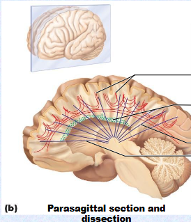 <p><strong><u>White Matter </u></strong>is for _____ and does so with 3 types of fibers. They are the ____, ____, ____ fibers.</p>