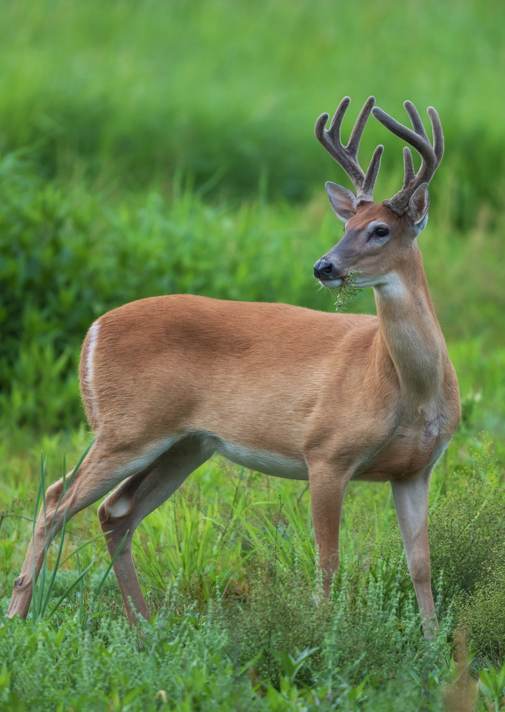 <ul><li><p>white tailed deer</p></li><li><p>brown with white underside</p></li><li><p>males have antlers</p></li></ul><p></p>