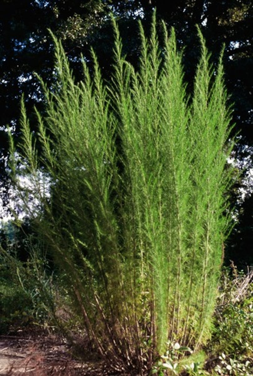 <p>Eupatorium capillifolium<br>Habitat for insects and pollinators<br>Native<br>Forb</p>