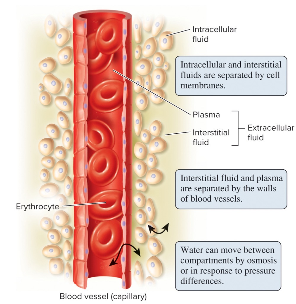 intracellular fluid
