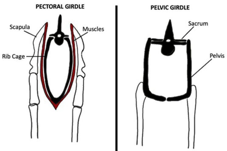 <ul><li><p>The <strong>Pectoral Griddle</strong> (shoulder girdle) consists of the scapula and connects the arms to the axial skeleton</p><ul><li><p>Includes the Scapula, Ribcage, and muscles</p></li></ul></li><li><p>The <strong>Pelvic Gridle</strong> connects the lower limbs to the axial skeleton</p><ul><li><p>Includes the sacrum and pelvis</p></li></ul></li></ul><p></p>