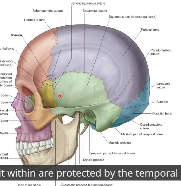<p>frontal bone over the frontal lobe</p><p>parietal bone over the parietal lobe</p><p>occipital bone over the occipital lobe </p><p>temporal bone over the temporal lobe </p>