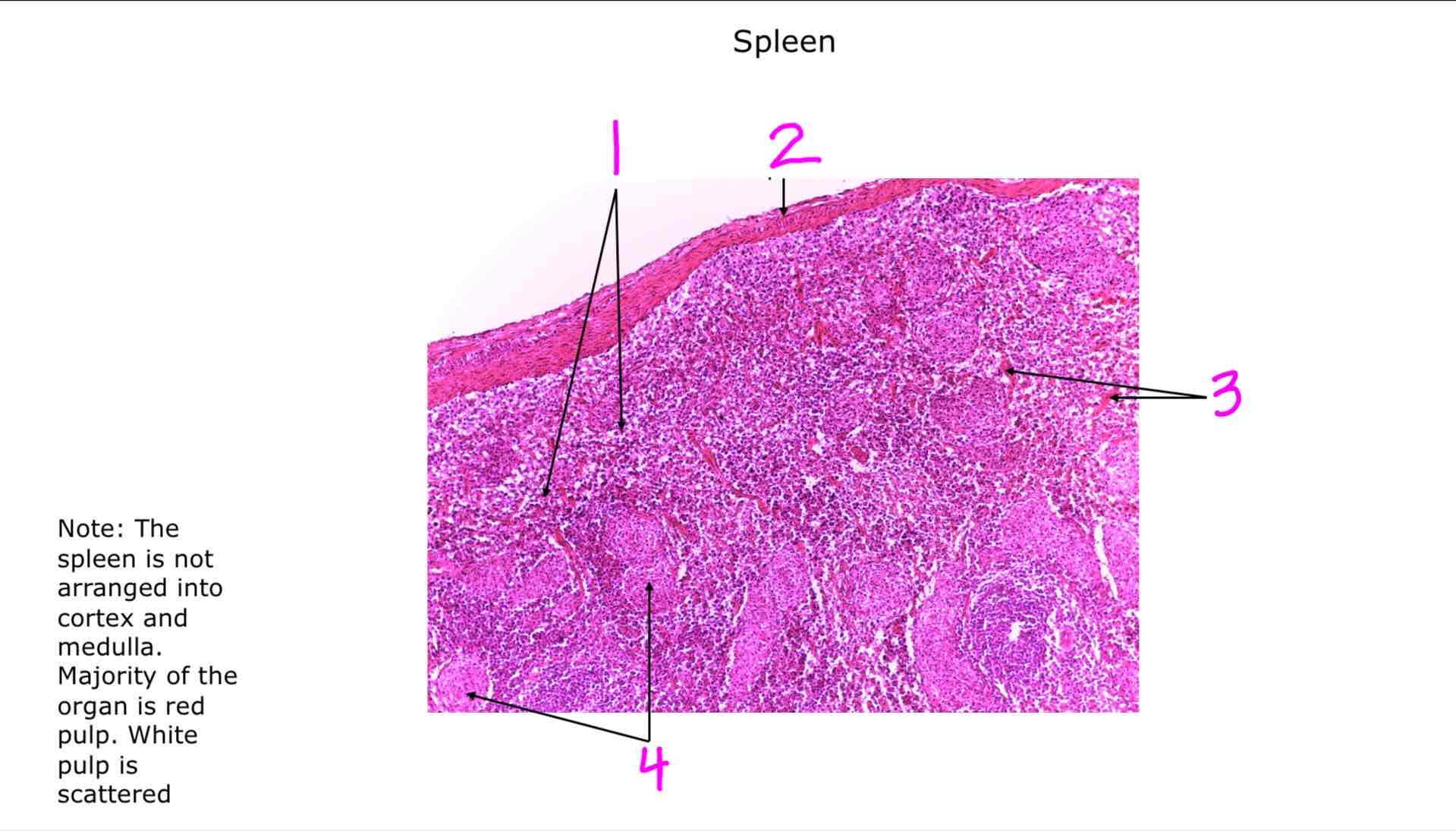 <ol><li><p></p></li><li><p></p></li><li><p></p></li><li><p></p></li></ol>