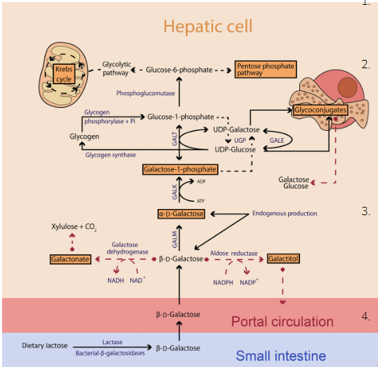 <ol><li><p>Galactose is phosphorylated by <strong><em>galactokinase</em></strong> to yield galactose-1-phosphate</p></li></ol><p></p>
