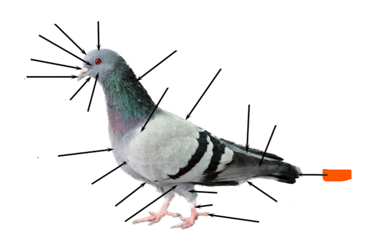 term image