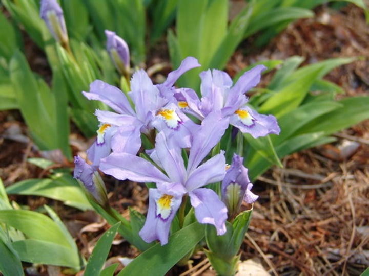 <p>Crested Iris</p>