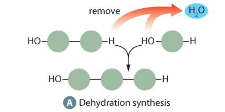 <p>Dehydration synthesis - removal of a water molecule (Needs enzymes)</p>