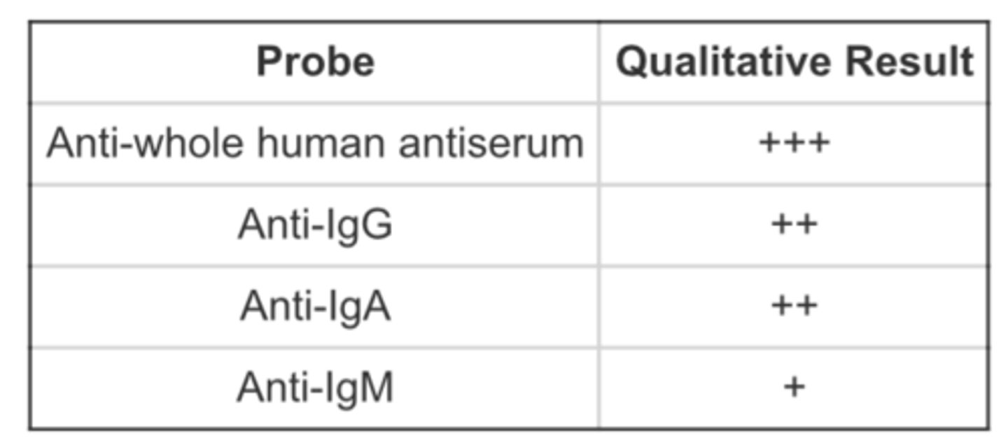 <p>B. Caleb has a normal response<br><br>Caleb's antibody response is perfect and producing as predicted! As the immune response progresses, we hope our responses become specialized to best combat the antigen. This includes adaptive immune activation and eventual memory responses. When we have T cell help (from CD4+ T cells) and plasma B cell responses, we fine-tune the response to make more productive antibody types. These changes produce better-qualified antibodies to bind the antigen via clonal selection and immunoglobulin class switching. Caleb's data shows he is producing large amounts of the efficient antibody, IgG, instead of the inefficient "rookie" antibody IgM.</p>