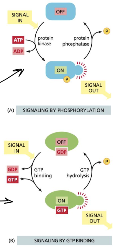 <ol><li><p>phosphorylation-controlled switches</p><ol><li><p>phosphorylation of the protein either activates or inactivates the protein</p></li></ol></li><li><p>GTP-Binding proteins</p><ol><li><p>when GTP is bound, protein switches b/w two conformations:</p></li><li><p><strong>on</strong> when <strong>GTP bound</strong></p></li><li><p><strong>off</strong> when <strong>GTP</strong> <strong>unbound</strong></p></li></ol></li></ol>