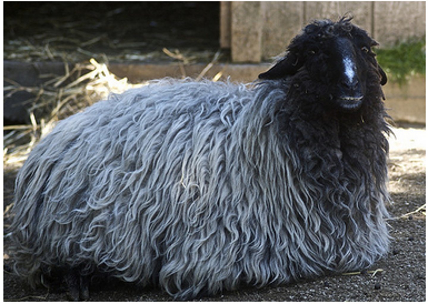 <p>black, with dark grey bluish fleece, loop ears, oldest sheep breed, multi purposed breed, extensive</p>