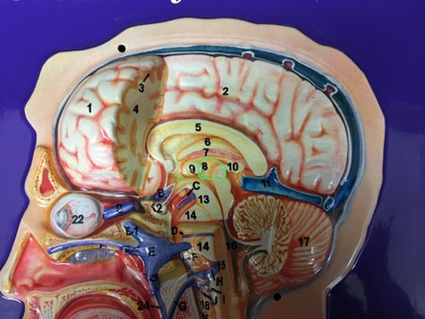 knowt flashcard image