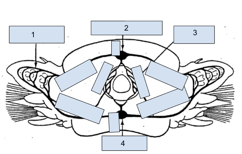Circulation of Annelids