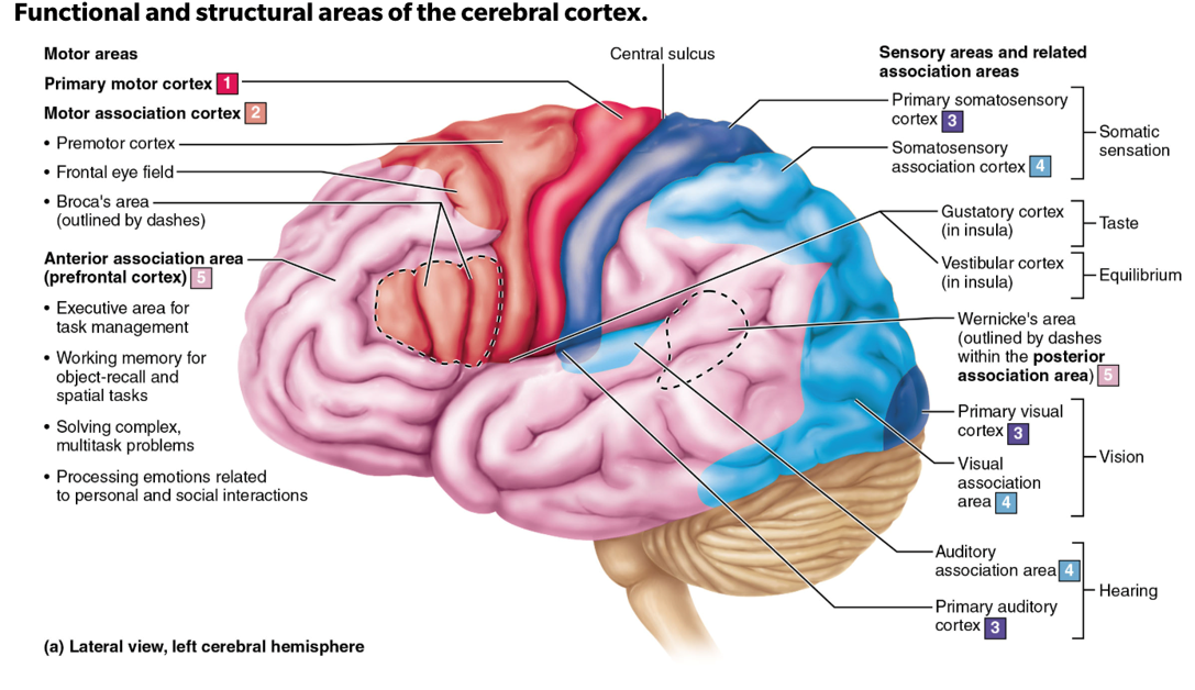 <p>occipital lobe</p>