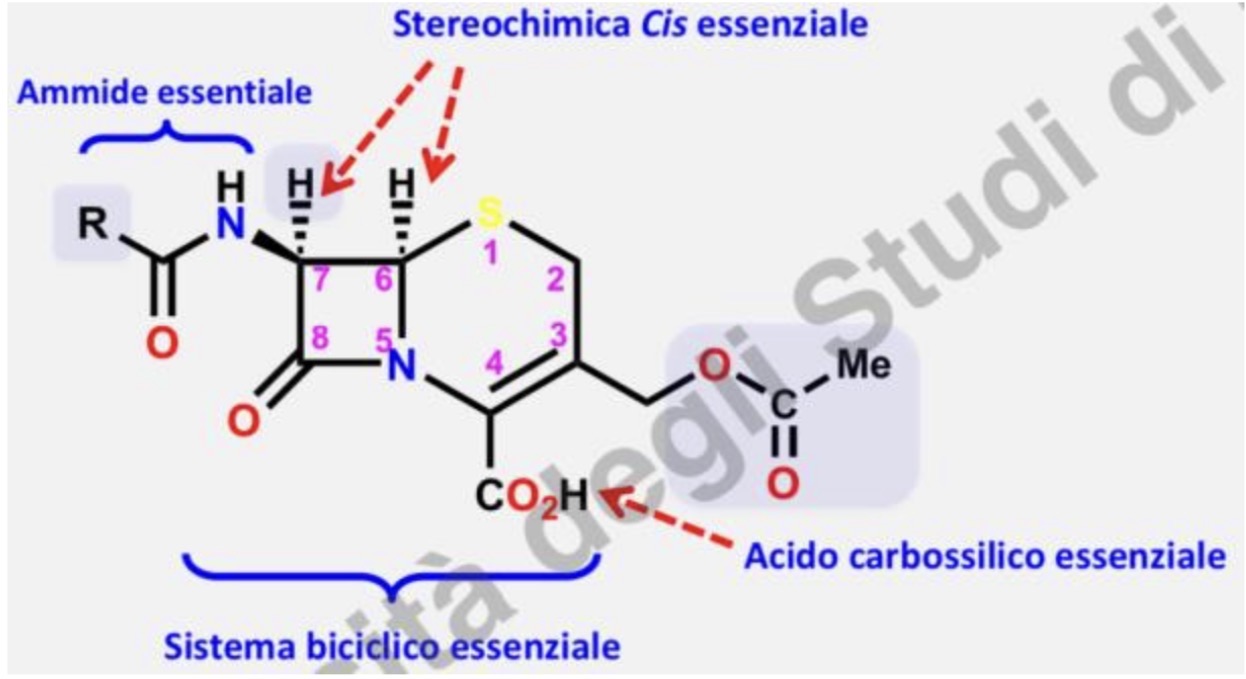 <p><span style="font-family: Helvetica; font-size: 11px;">Il gruppo carbossilico ionizzato a pH fisiologico, i centri chirali, e la catena acilamminica, sono essenziali per l’attività; l’atomo di zolfo non è fondamentale, può essere sostituito con un atomo di ossigeno o da un CH2; il doppio legame è essenziale, non può essere ridotto o spostato.</span></p><p><span style="font-family: Helvetica; font-size: 11px;">Inoltre sono possibili variazioni sulla catena laterale acilamminica in posizione 7, sulla catena laterale acetilossimetilica in posizione 3 e delle sostituzioni aggiuntive sul carbonio in posizione 7.</span></p>