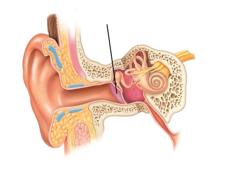 The eardrum. A structure that separates the outer ear from the middle ear and vibrates in response to sound waves.