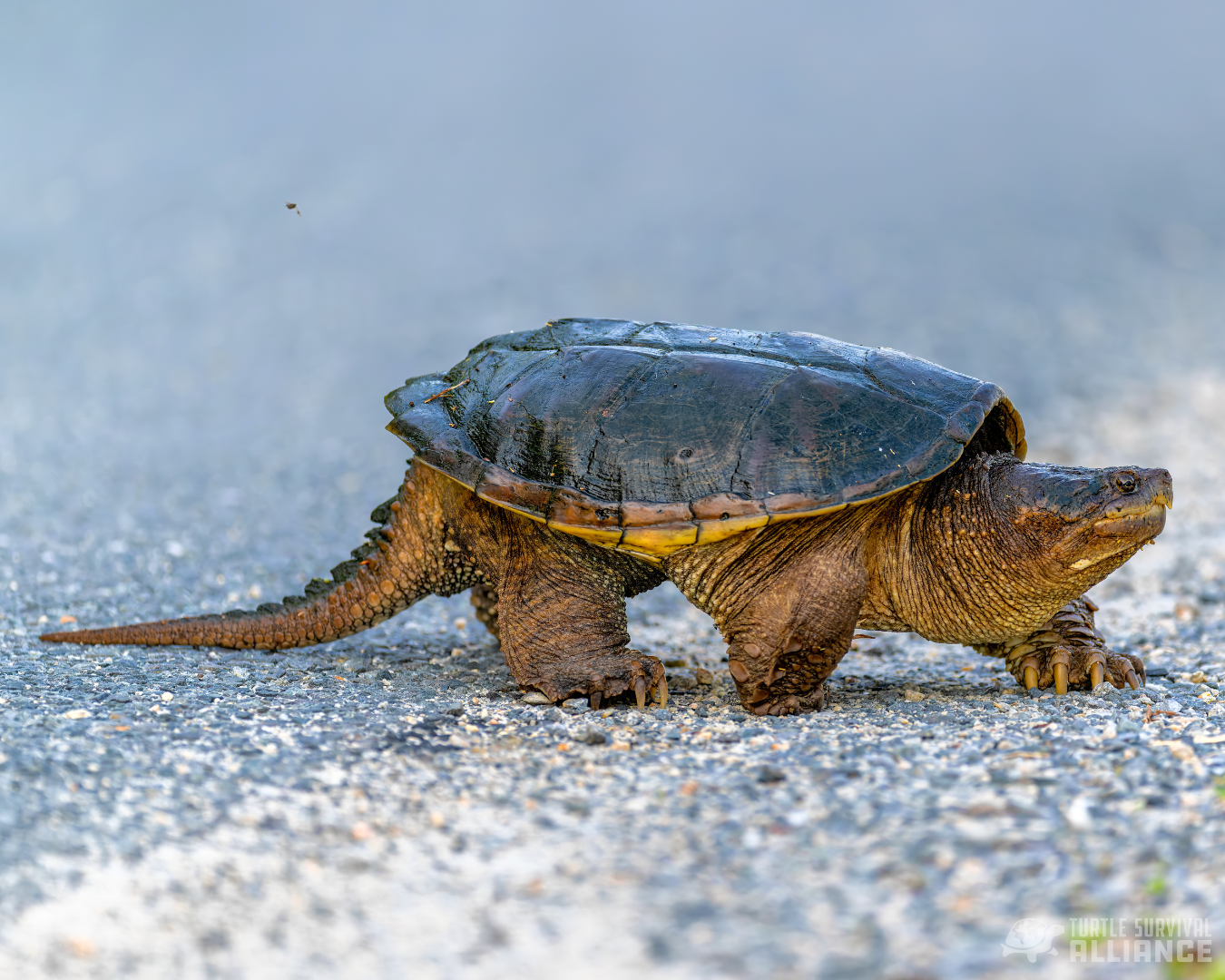 <p>Snapping turtle</p>
