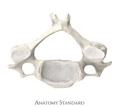 <ul><li><p>all Cranial Vertebrae have transverse foramen&nbsp;</p></li><li><p>bifid spinous process</p></li><li><p>body&nbsp;</p></li></ul><p></p>