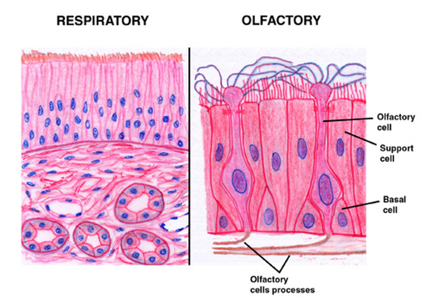 <p>Olfactory epithelium contains nerves and is involved in smell detection, whereas respiratory epithelium doesn't contain nerves its simply focused on facilitating gas exchange.</p><p>When respiratory epithelium contains nerves = olfactory epithelium; when not, it's simply named as respiratory epithelium.</p>