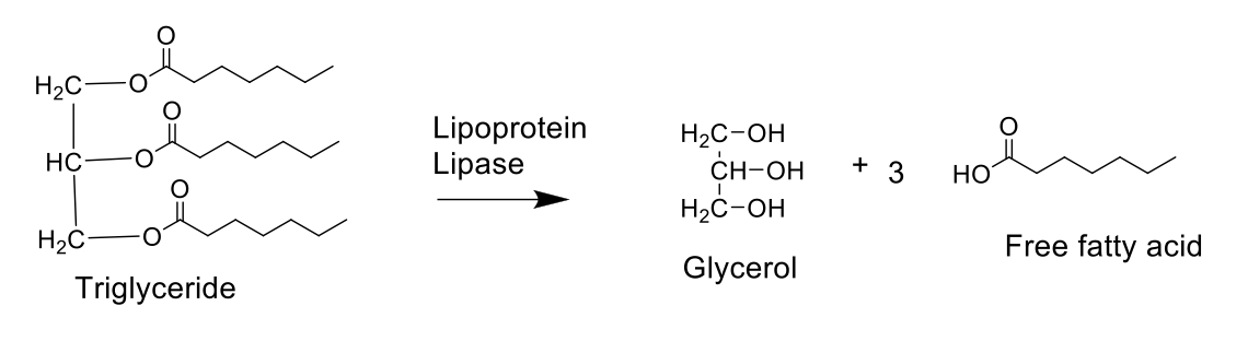 <ul><li><p>TG (stored form of fatty acid) is broken down by  lipoprotein lipase (LPL) to form glycerol and fatty acids</p></li><li><p>TG are large, insoluble molecules that cannot be absorbed directly in the bloodstream. </p></li><li><p>Broken down to be absorbed in the body; Fatty acids can be taken up by cells </p></li></ul><p></p>