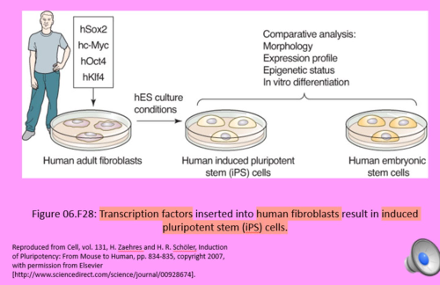 <p>gene regulatory proteins i.e. transcription factors</p>