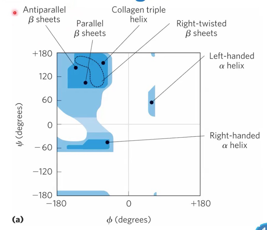 <p>Shows phi and psi angles of each residue in a protein, describes secondary structure</p>