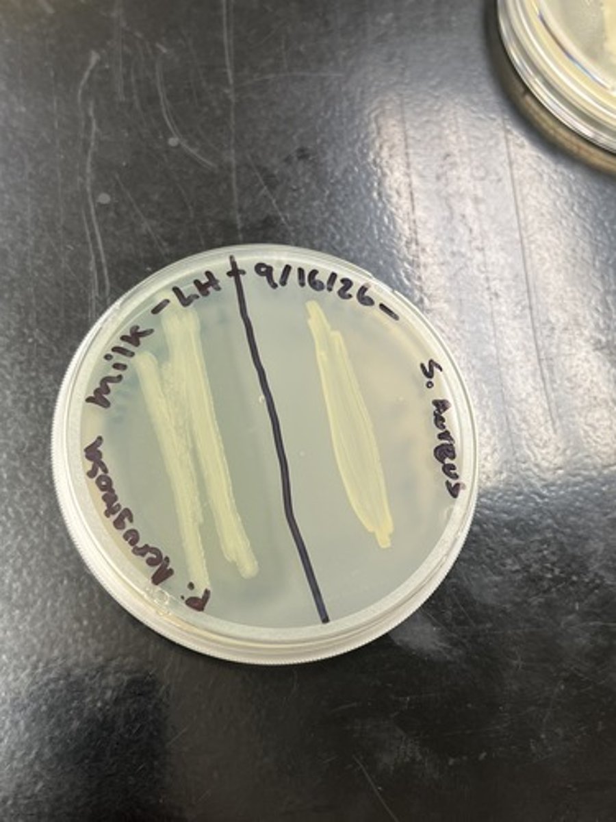 <p>Tests for organisms ability to use casienase to break down casein.</p><p>Inability for casein hydrolysis (-) - No clearing</p>