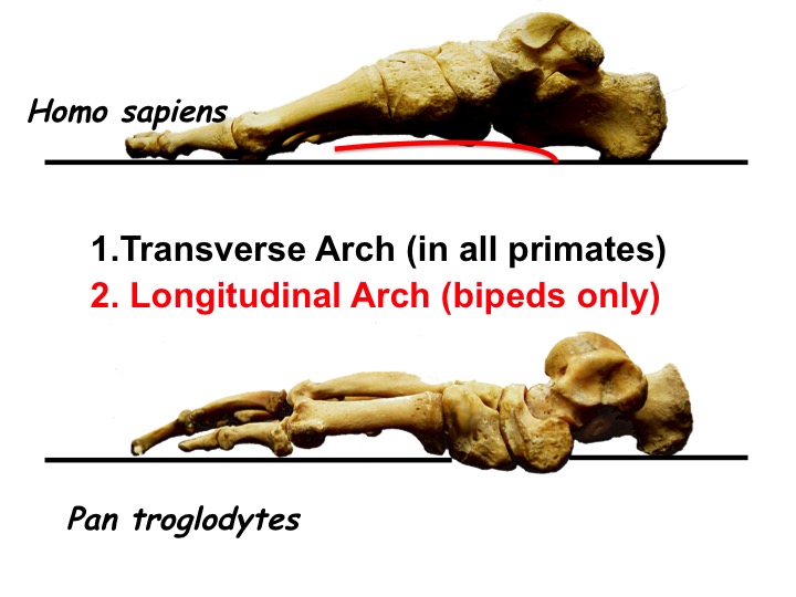 <p><span>non-bipedal primate&nbsp;</span></p>