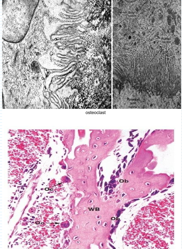<ul><li><p>goed ontwikkeld RER, talrijke mitochondriën &amp; goed ontwikkeld Golgi-complex</p></li><li><p>celoppervlak dat naar bot is gericht toont reeks dicht opeenliggende uitstulpingen = ruffled border (plooirand)</p><p>= gebied waar afbraakproces wordt bewerkstelligd in een extracellulaire ruimte die tov botrand rondom wordt afgeschermd door randzone van cytoplasma van osteoclast</p></li></ul><p></p>
