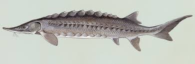 <p>Family Acipenseridae</p>
