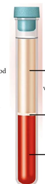 <p>The bottom layer of the centrifuged blood is:</p>