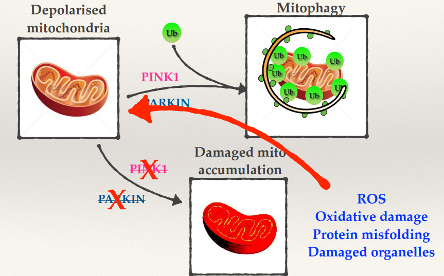 <ul><li><p>If you have a damaged mitochondria PINK1 and PARKIN work together to ubiquinate it and then target that mitochondria specifically to mitophagy.</p></li><li><p>Mutations in PINK1 and PARKIN cause accumulation of damaged mitochondria and its no longer able to be removed, this will generate high levels of ROS. This will cause oxidative damage, protein misfolding and damaged organelles.</p></li><li><p>Once you start experiencing some accumulated mitochondrial damage, you will then produce more ROS, which will damage more of your mitochondria which would make more damage. This spirals into damage and dysfunction within your cells.</p></li></ul><p></p>