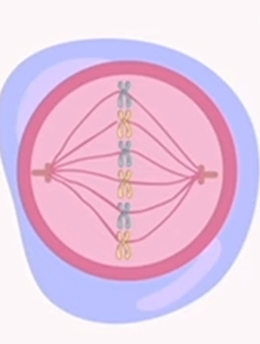 <p>mitosis: metaphase</p>