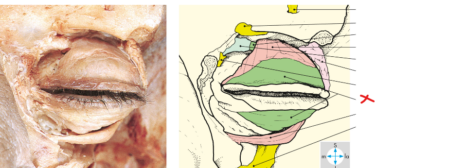 <p>What does X refer to</p>