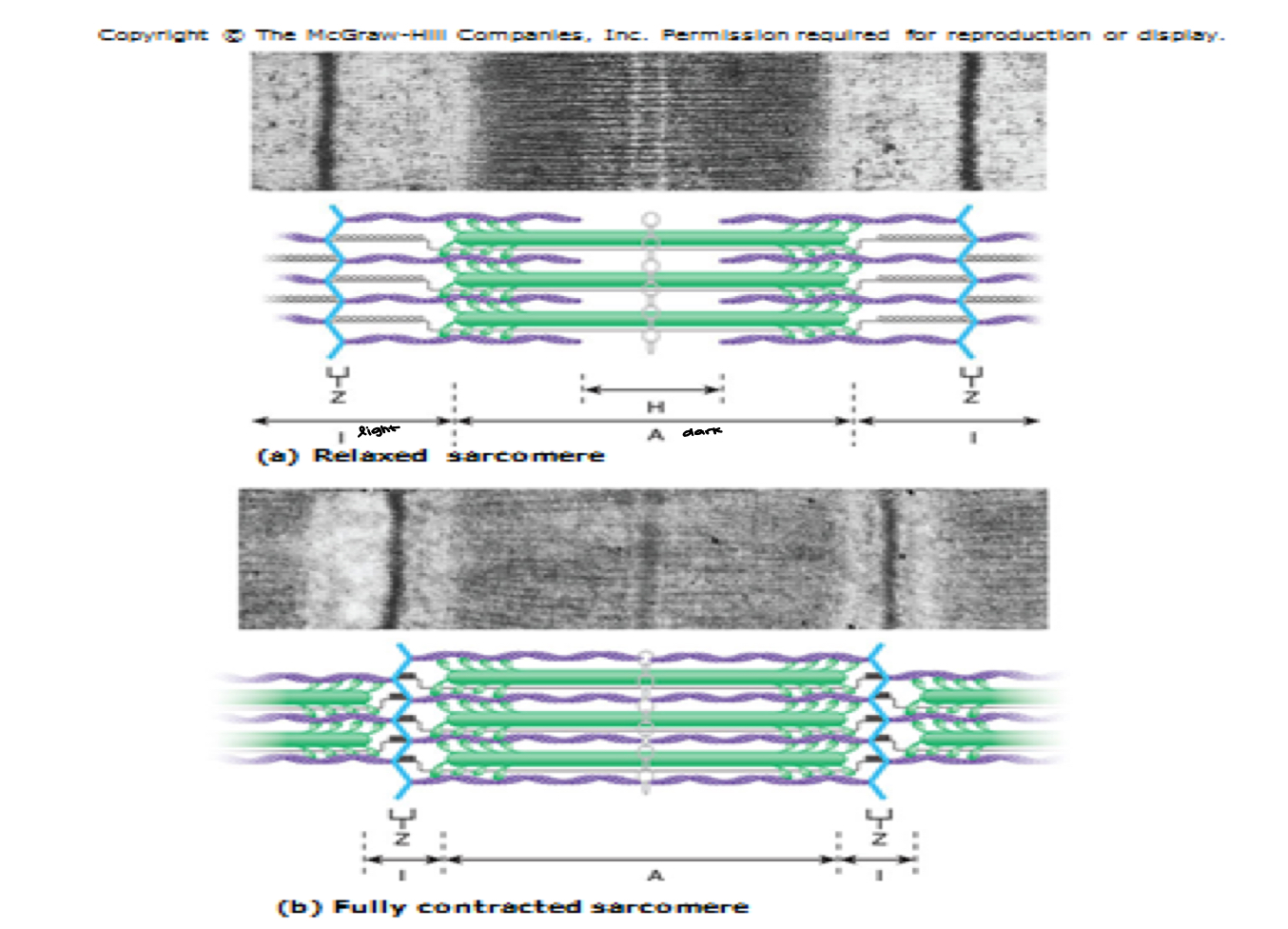 <ul><li><p>B/c they are striated… actin & myosin are arranged in a particular conformation </p></li><li><p>Striations come from A-band, I-band, A-band, I-band </p></li></ul><p></p>