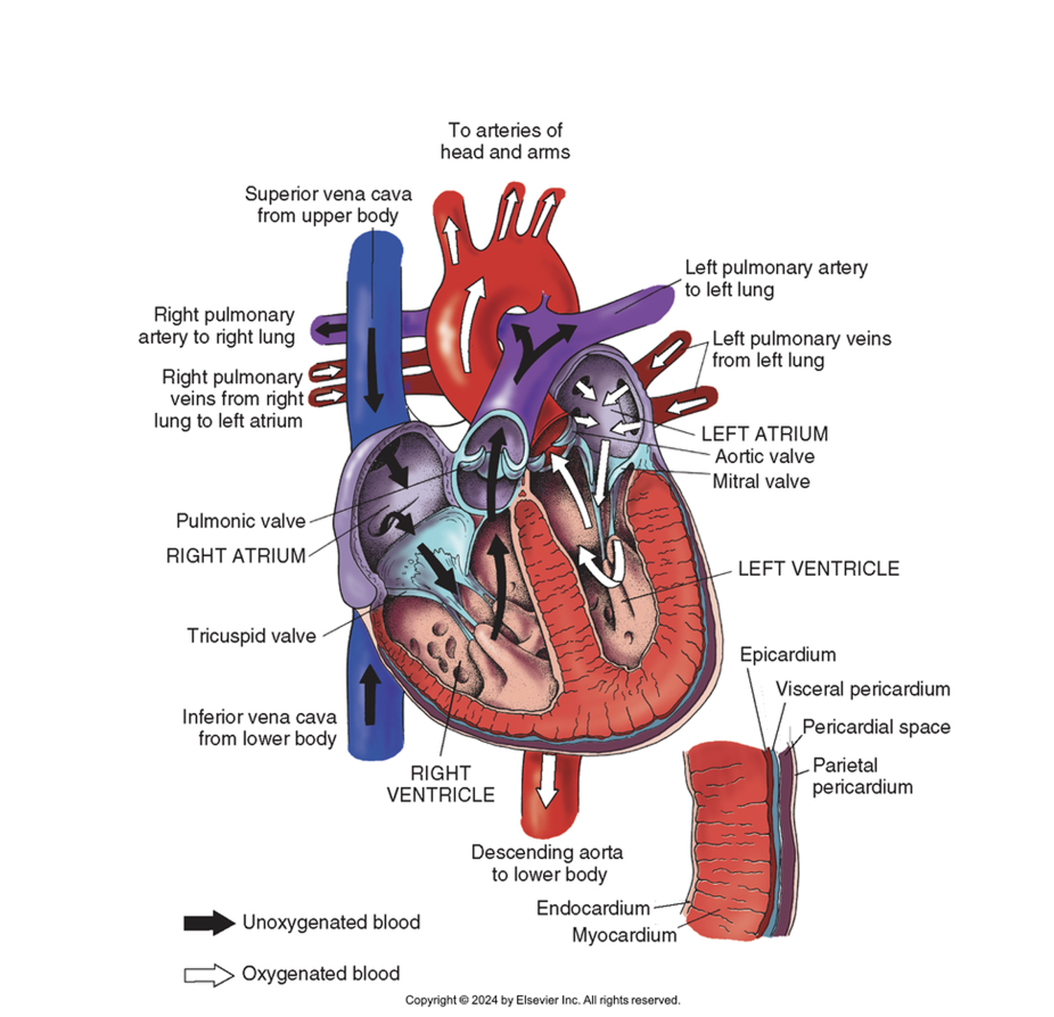 <p>We’ve talked about the parts of the cardiovascular system, lets go over how it works as a whole: The main job of the cardiovascular system is to perfuse our body’s cells and organs w/oxygen. The heart receives deoxygenated blood through the IVC/SVC (vena cava). It is then pumped out of the right side of the heart to the lungs, to get oxygenated via the lung capillaries around the alveoli of our lungs (look at picture in the bottom left) where gas exchange happens, the oxygen in the alveoli latch onto a protein, hemoglobin the oxygenated blood travels back to the left side of the heart and is pumped out of the heart via the aorta into our arteries → and then that oxygenated blood travels throughout our body to perfuse our cells, tissues, and organs with oxygen so they can live and function.   </p><p></p>