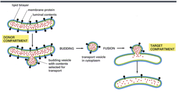 <p>as vesicles bud off from a donor compartment and fuse to a target compartment, the direction of membrane proteins always remains the same (whether they are pointing in towards the vesicle or out of the vesicle)</p>