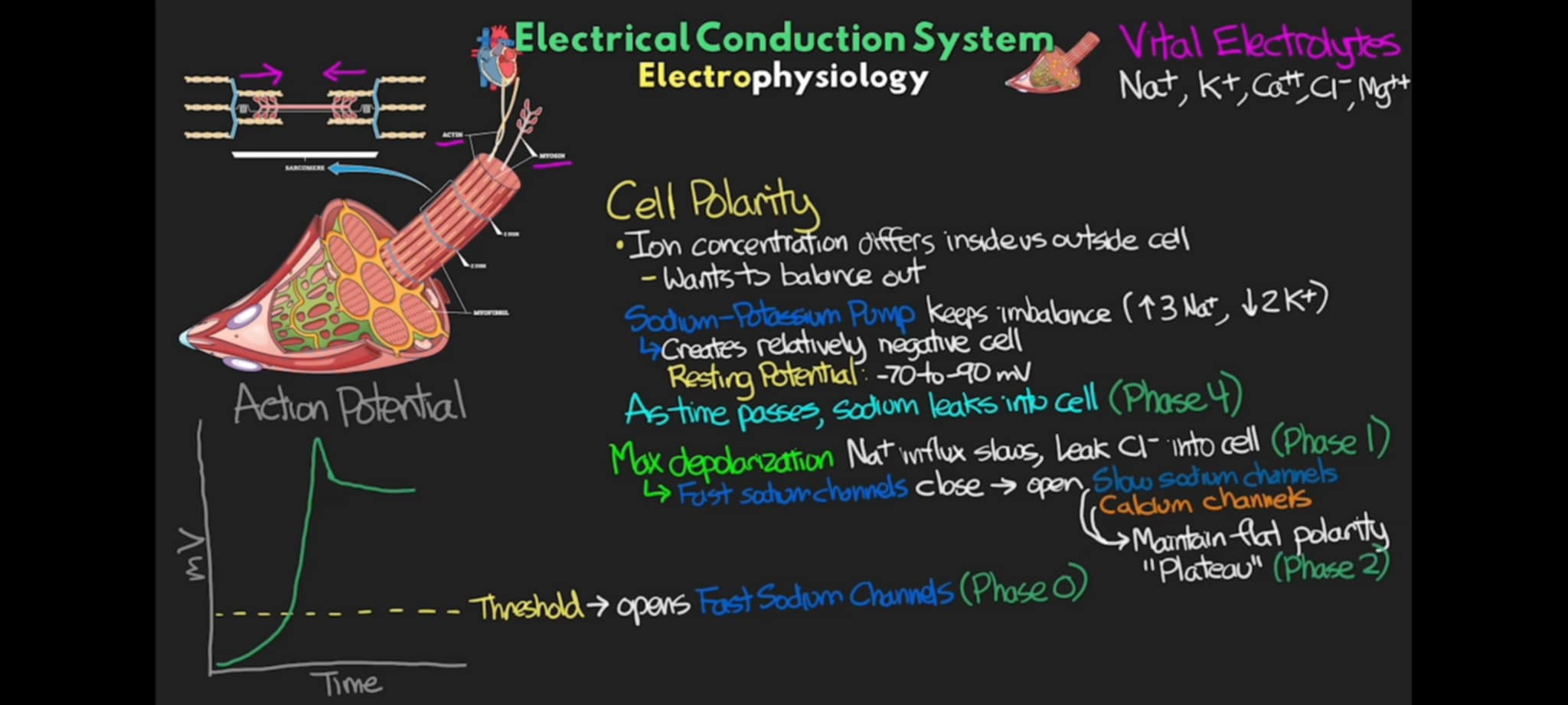 <p>what phase of action potential occurs when the cell slowly lets in Na+ and lets in Ca++ that maintain a flat polarity </p>
