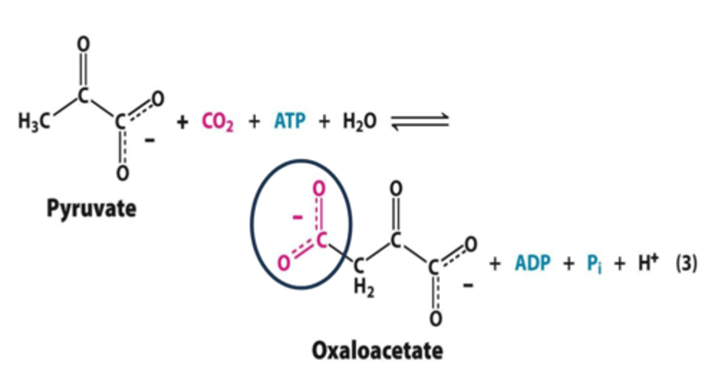 <p>(requiring ATP cleavage for the formation of covalent bonds)</p>