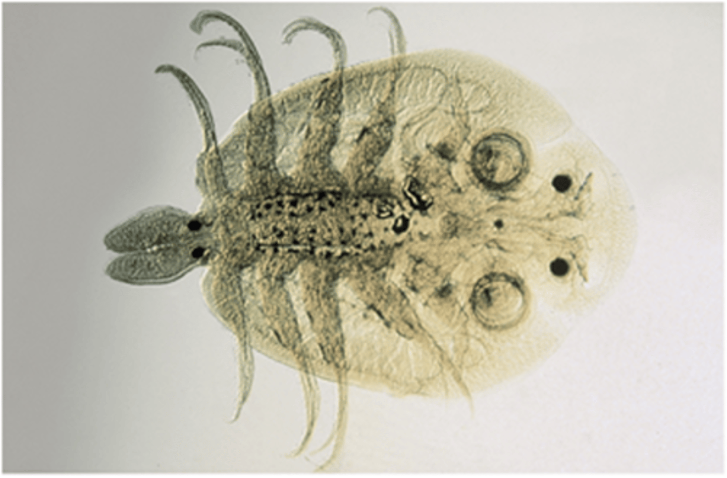 <p>This tiny, microscopic crustacean is Argulus species. It is known to parasitize:</p>