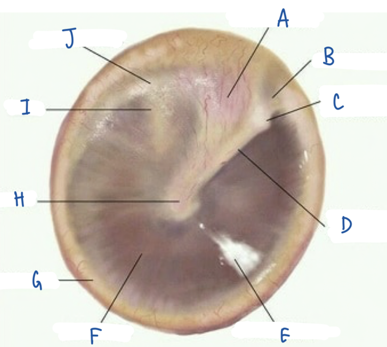 <p>What part of the tympanic membrane is labeled C?</p>