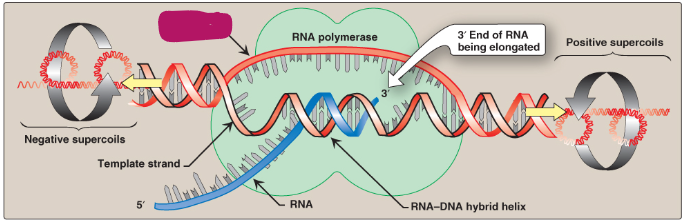 <p>Label this section of the transcription bubble.</p>