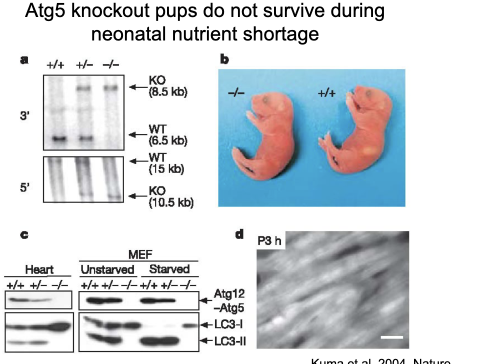 <ul><li><p>atg5 knockout pups do NOT survive during neonatal nutrient storage</p></li><li><p>atg5 is required for autophagosome formation → without it neonatals CANNOT adapt to early nutrient deprivation</p></li></ul><p></p>